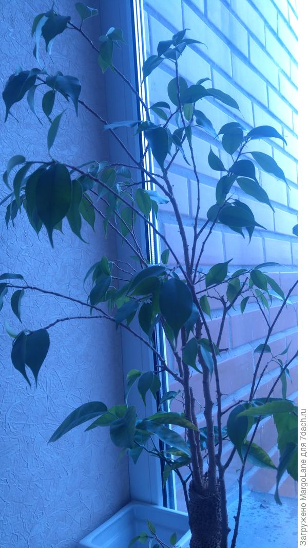 И тот непонятный цветок