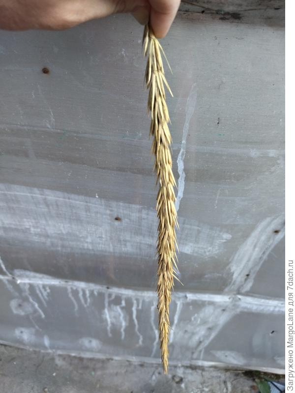 "Цветок" куста