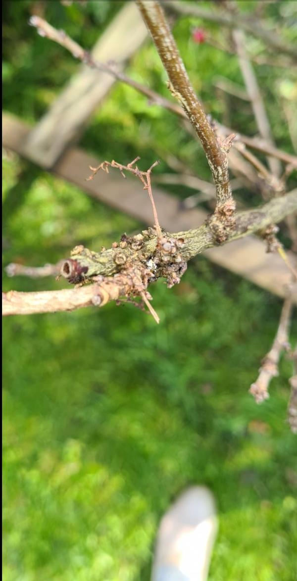 Наросты на ветке