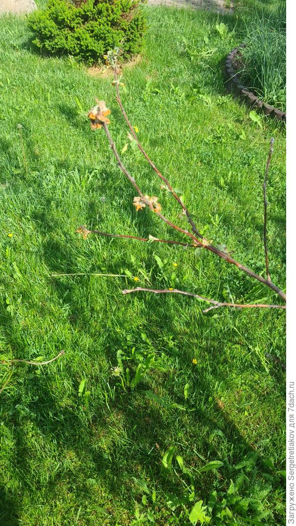 Проблема на ветке