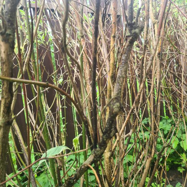 Повредения на ветках