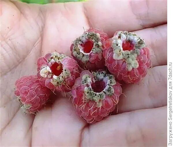 поражение ягод