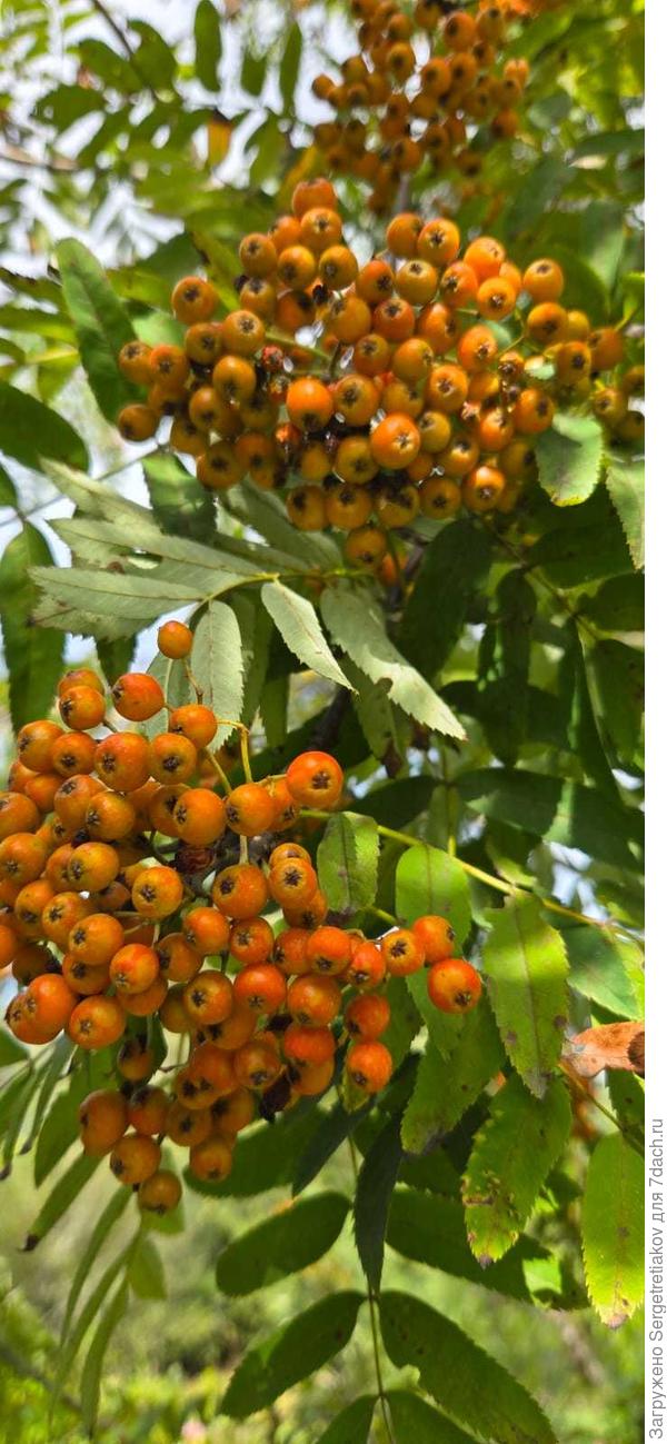 Поражение на ягодах