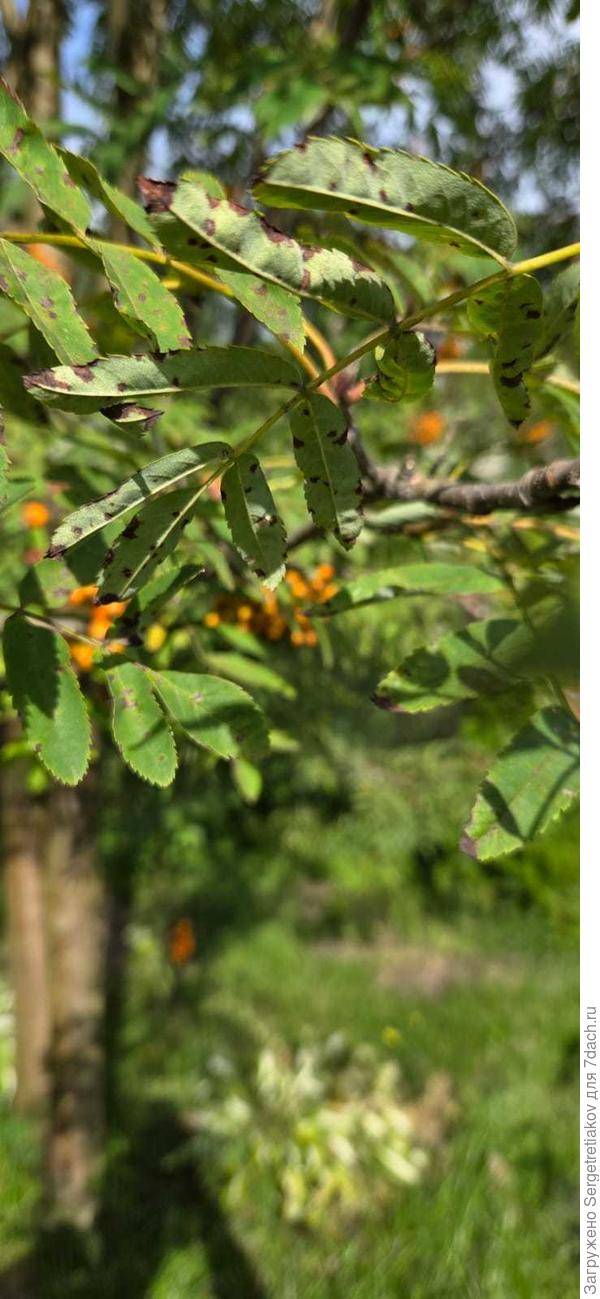 Поражение лстьев