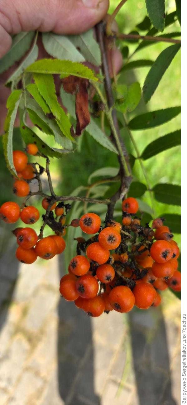 Поражение ягод