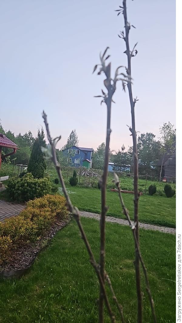 Рапускающиеся листочки