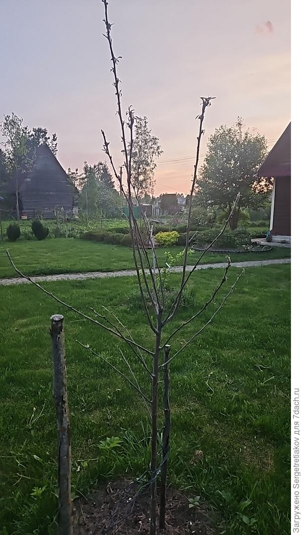 Прошлой весной высадил Медуница. Яблоня посажена на горке. Перезимовала, ветки не померли. Вчера было жарко +30. Сегодня обратил внимание на такую картину. Как спасти деревце?