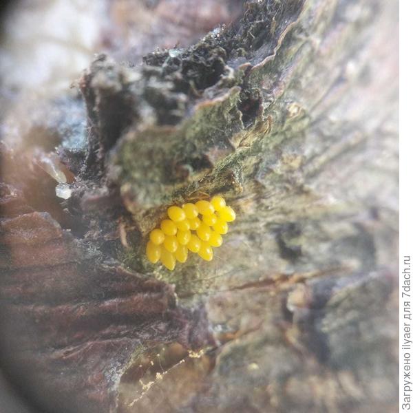 Жёлтые яйца на стволе яблони (крупный план)