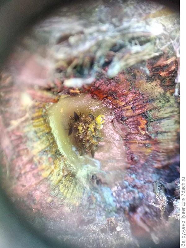 вылупились жёлтые яйца