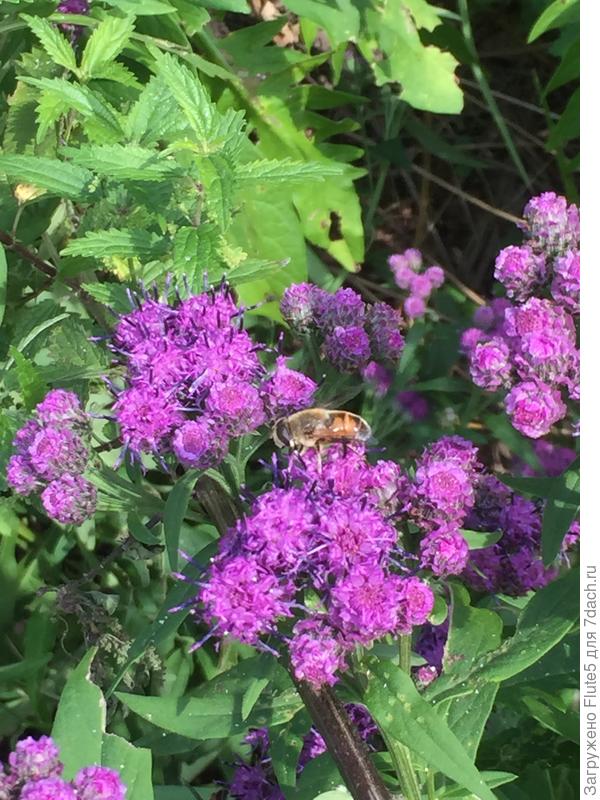 Может на этих фотографиях лучше видно