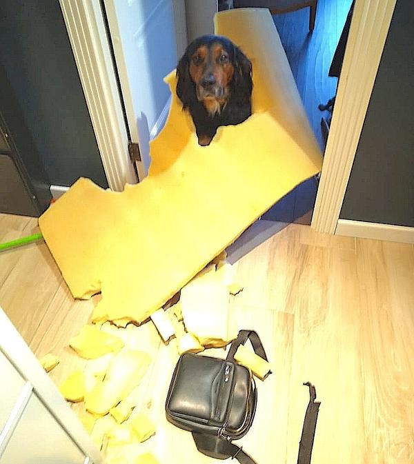 Не люблю оставаться дома один!