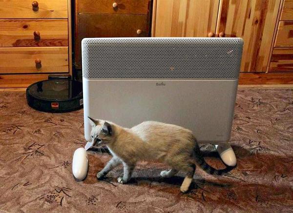 Младший хозяин дома