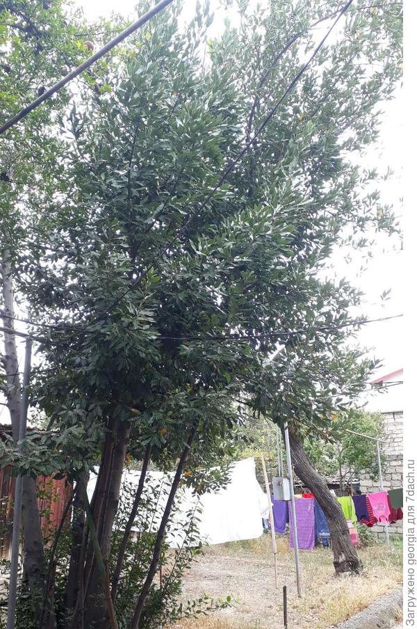 Лавровое Дерево