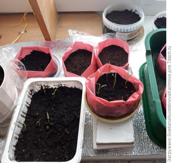 перчик острый