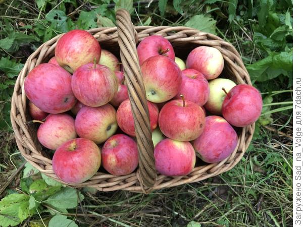 Зимние яблоки Иедзену