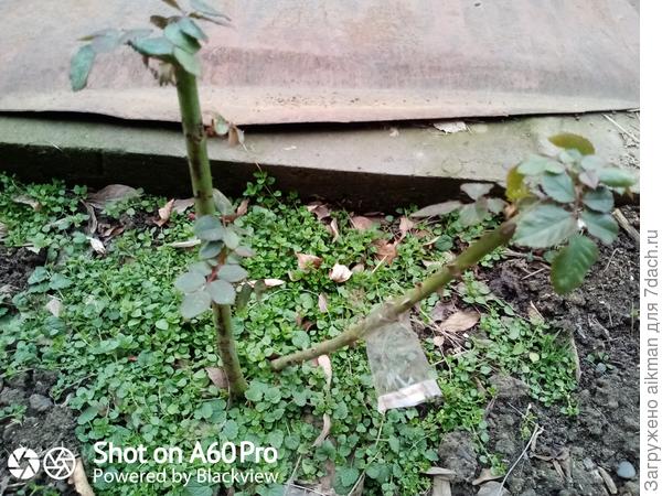 Роза купленная у Игоря осенью прошлого года.