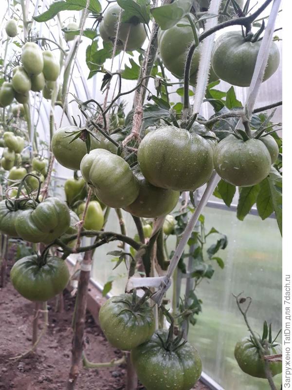 Черный Принц