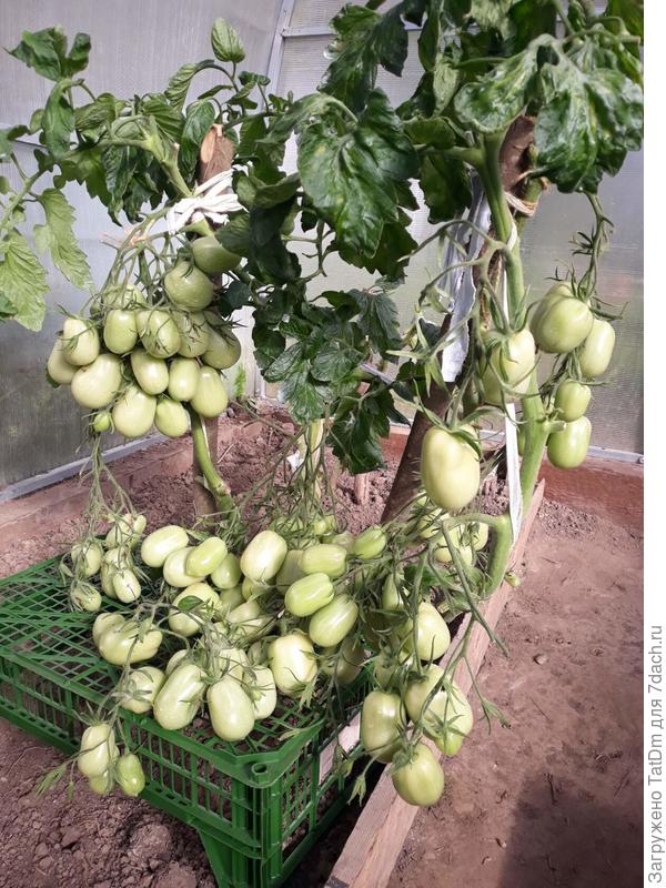 Сливка Бендрика( 30 сентября)