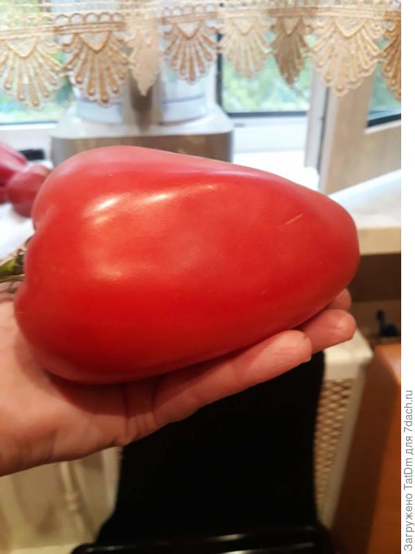 Рабочий Выпуск Пасты