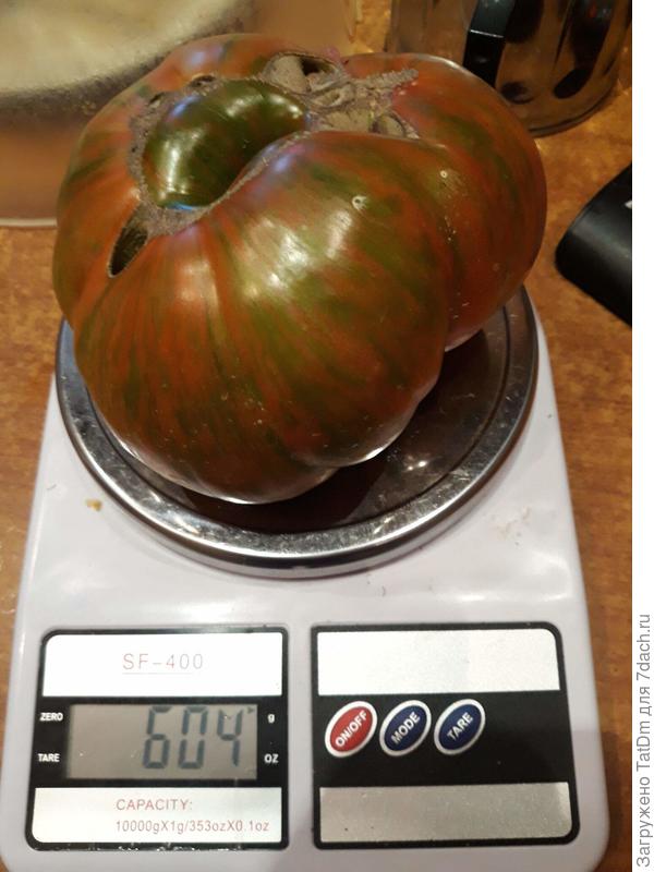 Полосатый Шоколад