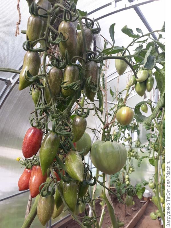 Сливка Гурман