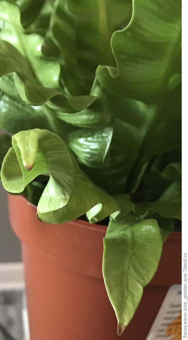 Папоротник