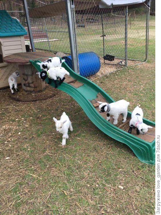 какие же они милые