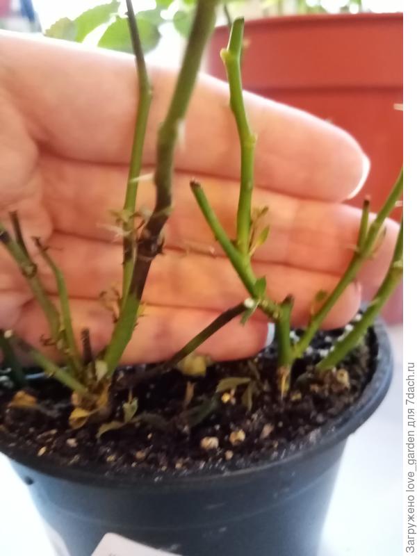 Это нормально, когда на местах обрезки появляется темнота?