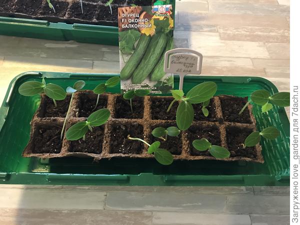 со дня на день жду фитолампу биколорную. Растюшки тоже очень ждут )