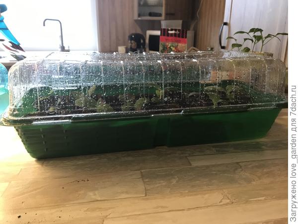 И снова в тепличку, пусть до крышки подрастут в ней. А то уже не помещались. Спасибо Танюша за тему !! ;) Если бы не ты, то я не скоро до них добралась :)