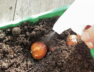 орешек в земле