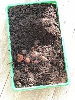 каштаны в лотке