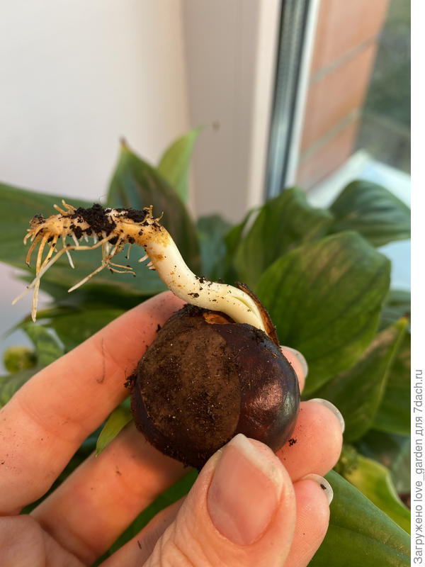 попка и место откуда лопается кожура и появляется корешок