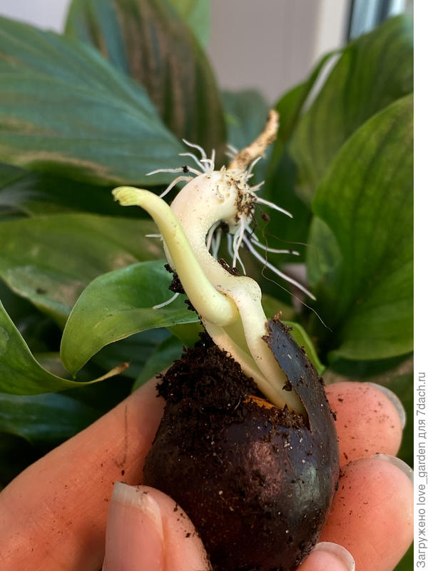 стебель корня лопается и от туда выныривает будущий ствол)