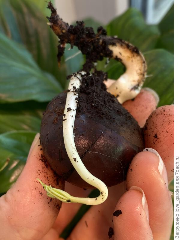 появляется сморщенный листик