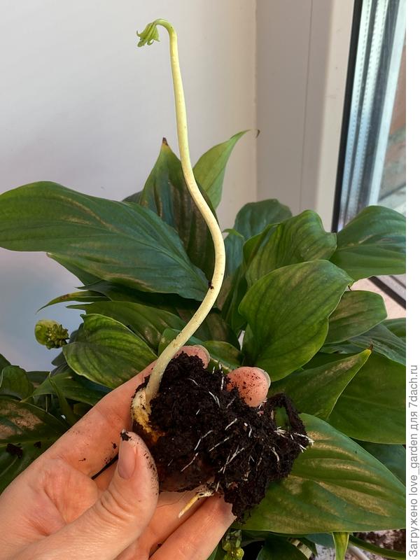 стебель тянется, корни разрастаются, листик раскрывается