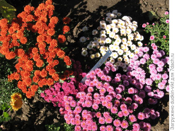 Мелкоцветковые сюрпризы из семян