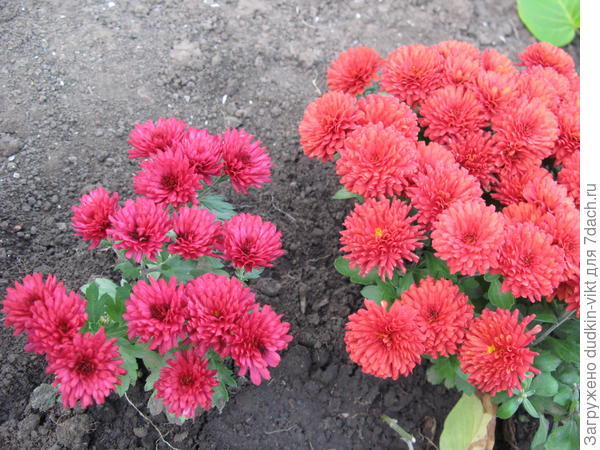 Немного моих сеянцев среднего срока цветения