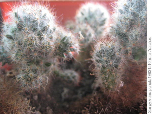 кактус
