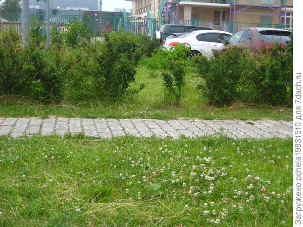 кизильник