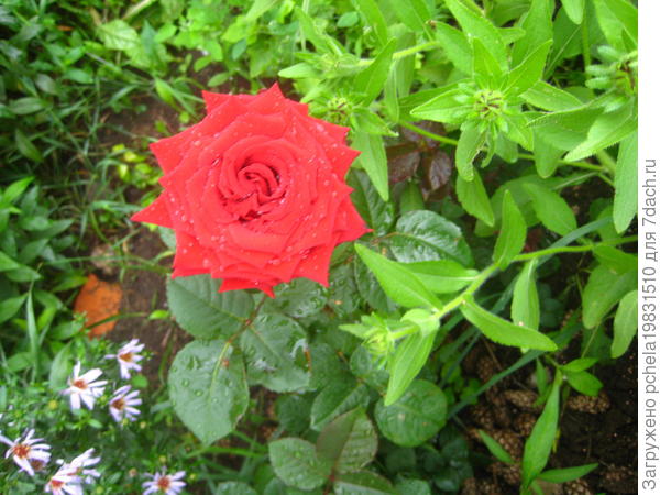 роза
