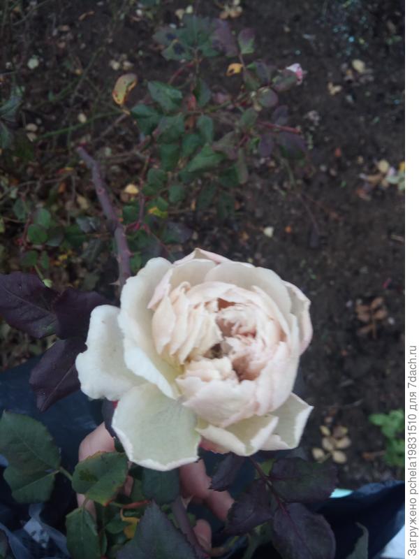 роза осенью