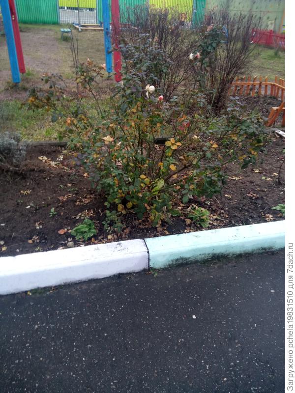 роза осенью