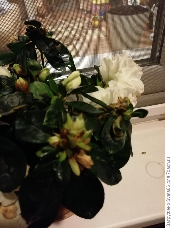 Ответы конференц-зал-самара.рф: муж подарил мне комнатный цветок азалию,она осыпается сильно,что делать?