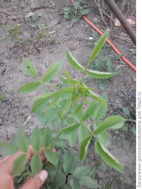 Ничего тут не за цветёт г