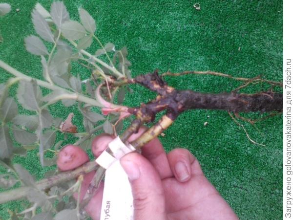 Просто подвой