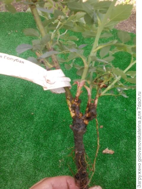 Нет прививки, или не прижилась