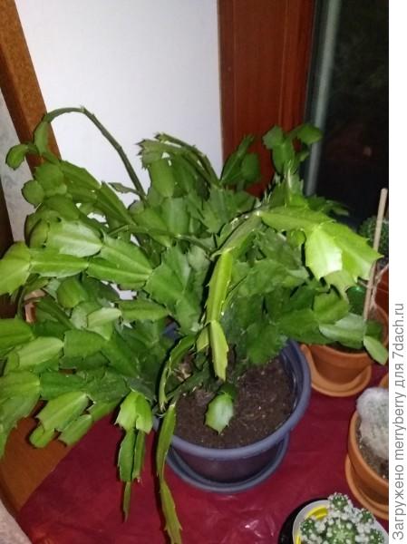 Шлюмбергера (декабрист)