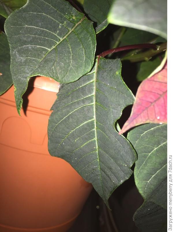 пуансеттия