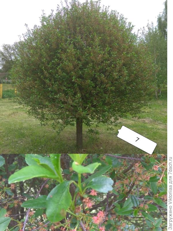 тоже плодовое дерево, скорее всего вишня